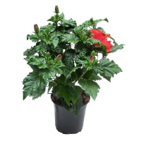 Гибискус купить