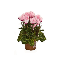 Цикламен купить