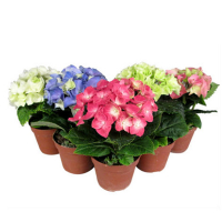 Гортензия микс купить