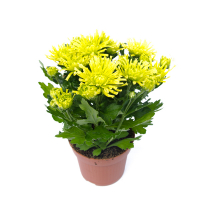 Хризантема мікс купить