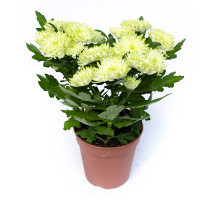 Хризантема Zembla (Зембла) купить