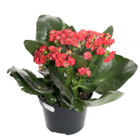 Каланхое Каландіва мікс купить