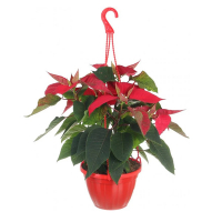 Пуансетія купить