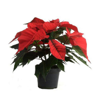 Пуансетия купить