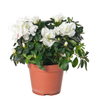 Азалия купить