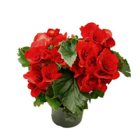 Бегония цветущая купить