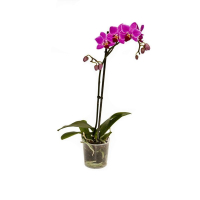 Орхідея фаленопсис 1 квітконос мікс купить