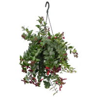 Эсхинантус купить