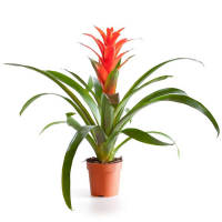 Гузмания микс купить