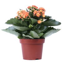 Каланхоэ купить