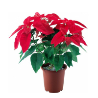 Пуансетия купить