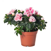 Азалия купить