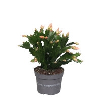 Шлюмбергера мiкс купить