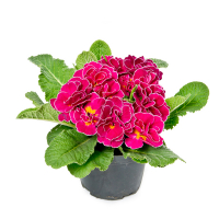 Примула купить