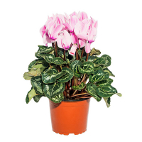 Цикламен купить