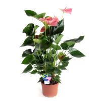 Антуриум Пандола купить