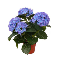 Гортензия голубая купить