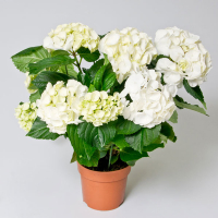 Гортензия белая купить