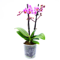 Орхідея фаленопсис міді купить