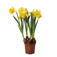 Нарцис купить