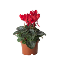 Цикламен купить