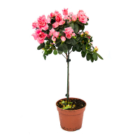 Рододендрон на штамбе купить