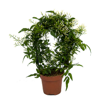 Жасмин Polyanthum купить