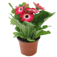 Гербера микс купить