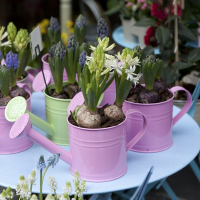 Гиацинт купить