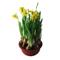 Нарцисс купить