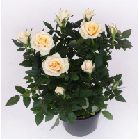 Троянда купить