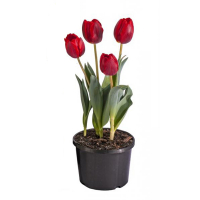 Тюльпан микс купить