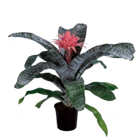 Эхмея купить