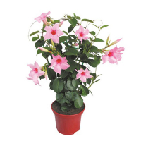 Диплодіння купить