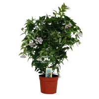 Хойя Белла купить