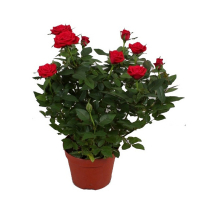 Роза Hot Jewel купить