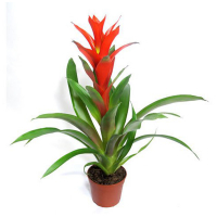 Гузмания Амаретто купить