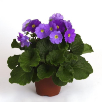 Примула купить