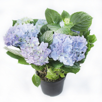 Гортензия голубая купить