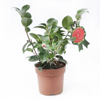 Камелия Японская купить