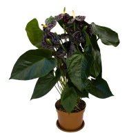 Антуриум Блэк квин купить