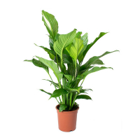 Спатіфілум Sweet Louretta купить