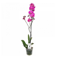 Орхідея фаленопсис 1 квітконос купить