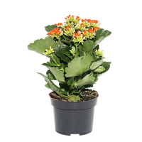 Каланхоэ купить