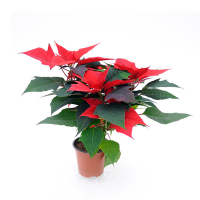 Пуансетія купить