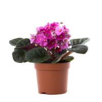 Фиалка микс купить