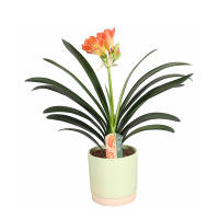 Клівія купить