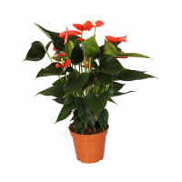 Антуриум Андре Оранж купить