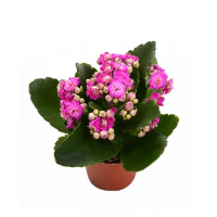 Каланхоє мiкс купить