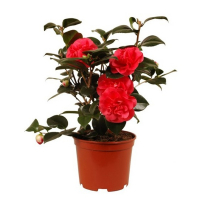 Камелія Японська купить